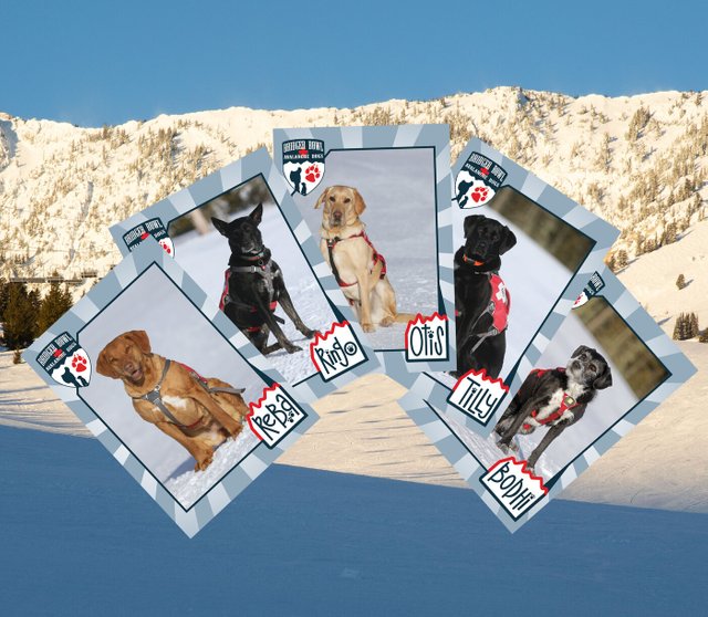 Avy dog Cards